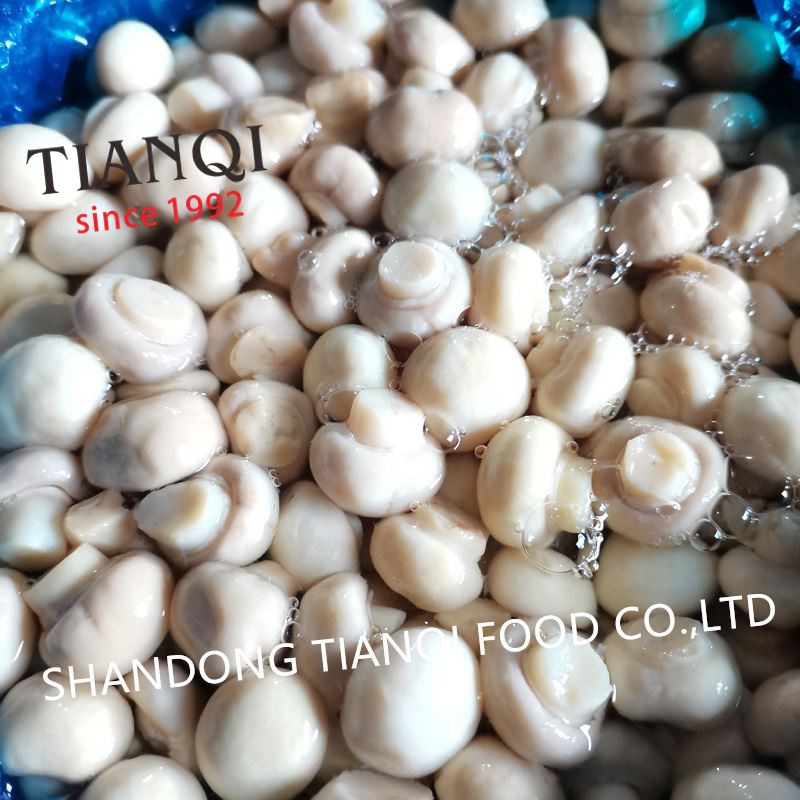 1.5-2.5cm white button mushroom in plastic drums