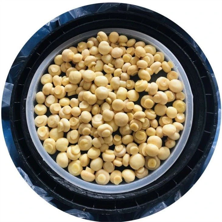Pickled white champignon in brine in drums