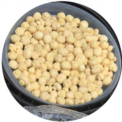 Fungo pulsante bianco in salamoia