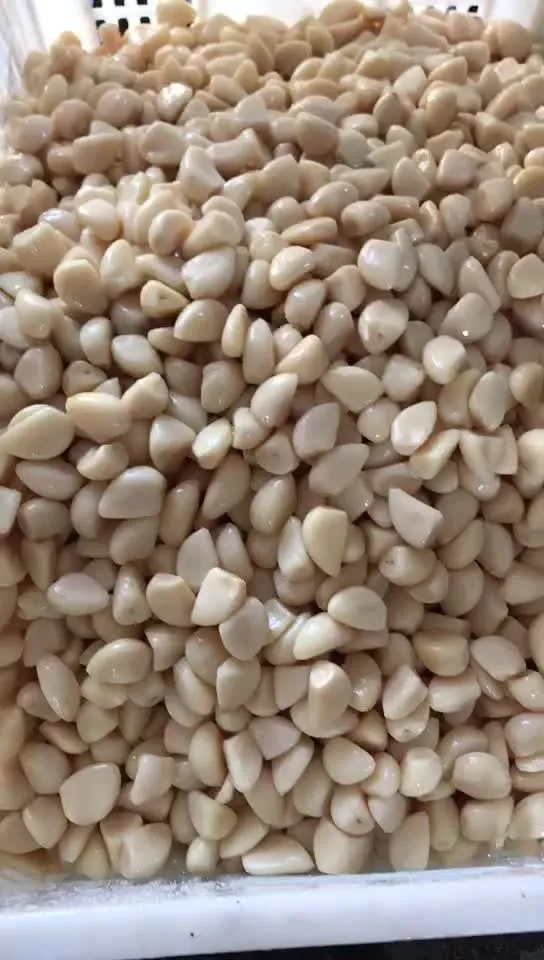 White garlic cloves in brine in drums