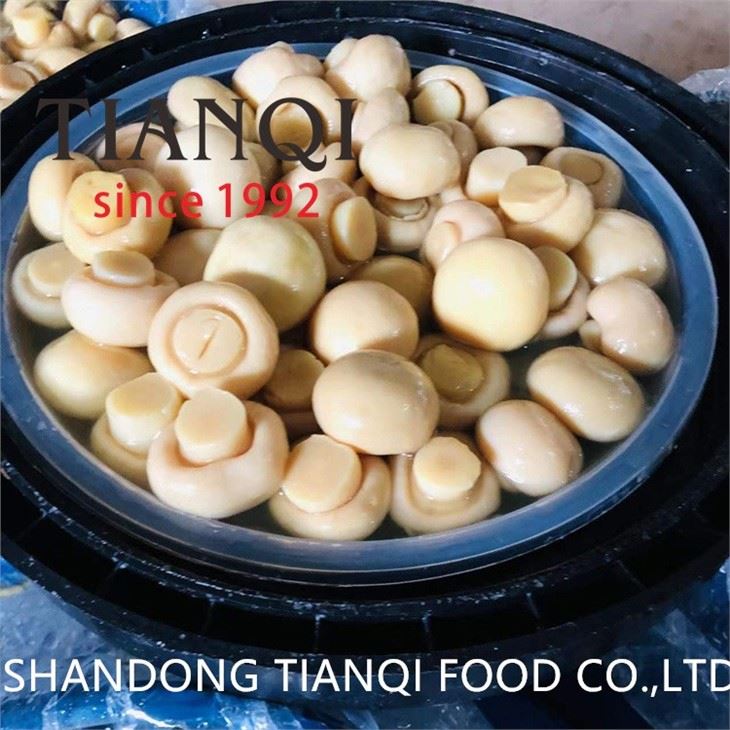 Champignon Mushroom in Brine in Drum 50kg
