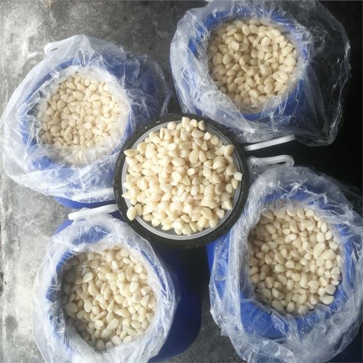 Peeled White Garlic Cloves in Salted Water in Drums